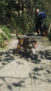 Zhangjiajie National Forest Park China Golden Monkey