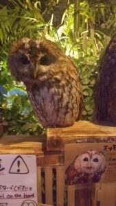 Tokyo Animal Cafe Owl